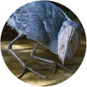 Sticker Shoebill - 8