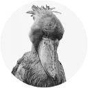 Sticker Shoebill - 4