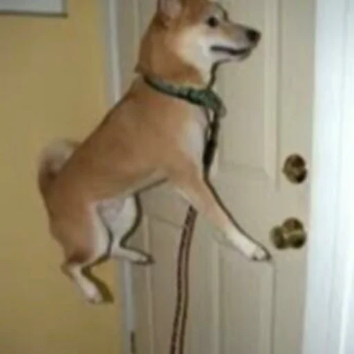 Sticker Shooberts - 1