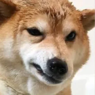 Стикер Tracker’s Shoober Pack - 6