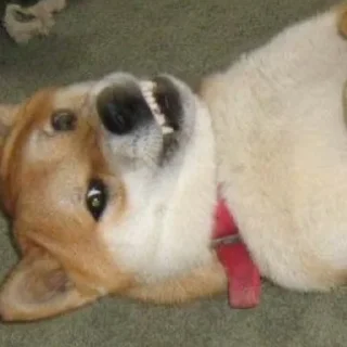 Стикер Tracker’s Shoober Pack - 4