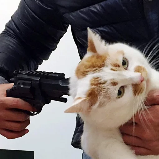 Человек кошки малого и среднего размера кошачьи