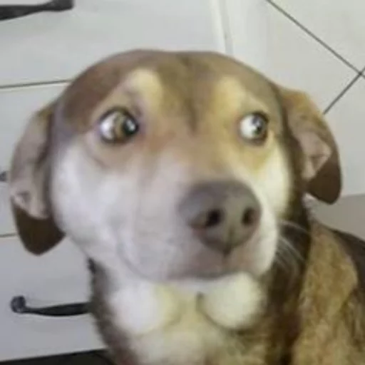 млекопитающее животное собака