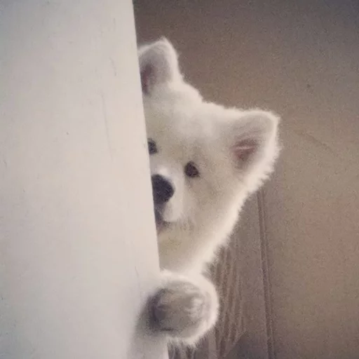 млекопитающее животное собака