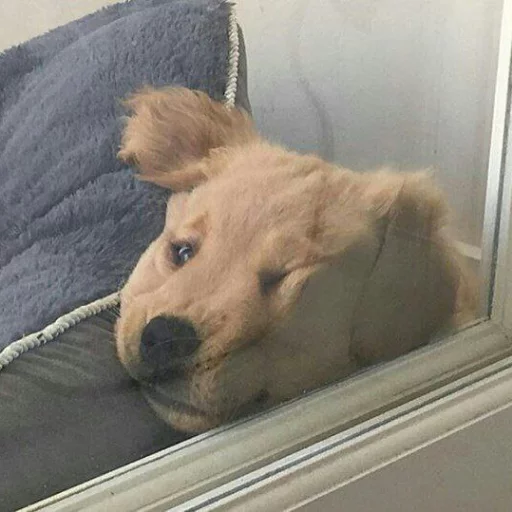 комнатный домашнее животное порода собак