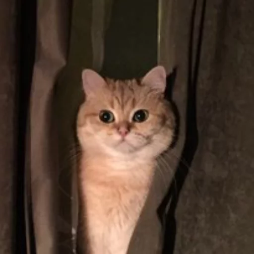 кошка животное млекопитающее