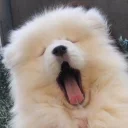 Shoobies - млекопитающее