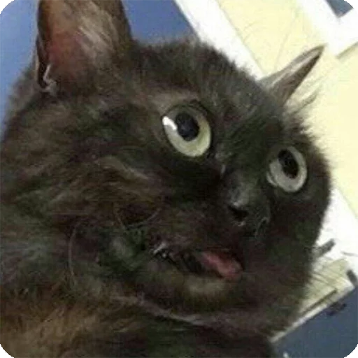 animal mammal domestic cat