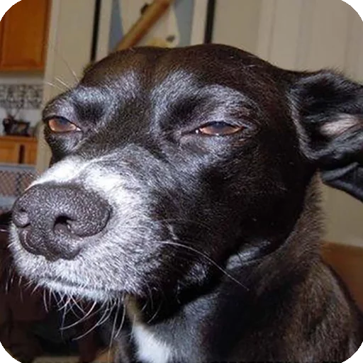 животное млекопитающее собака