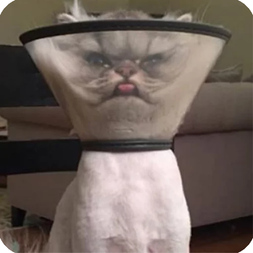 indoor small to medium-sized cats mammal