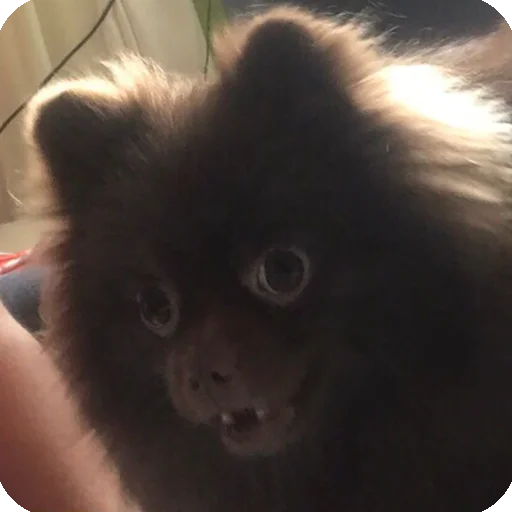 млекопитающее животное мех