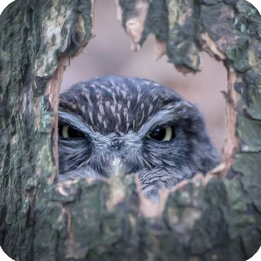 animal bird bird of prey