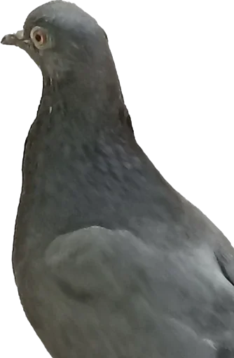 Стикер Shreding - 1