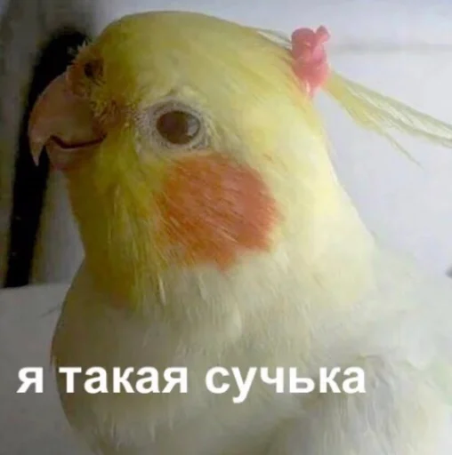 Sticker @shulya_95 👑 - 1