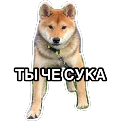 Sticker Siba_Oscar - 1