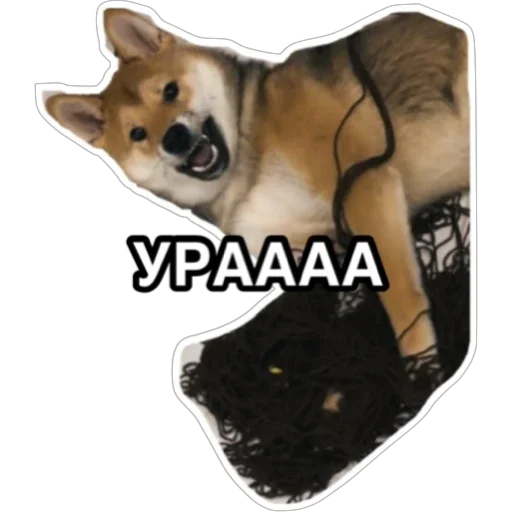 Sticker Siba_Oscar - 1