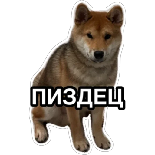 Sticker Siba_Oscar - 1