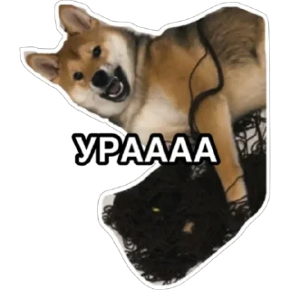 Sticker Shiba Oscar by @lonely_junior - 6