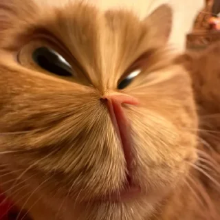 Sticker Симба - 0