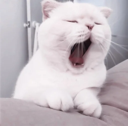 млекопитающее животное кошачьи