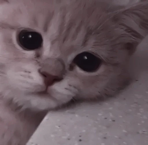 млекопитающее животное кошка