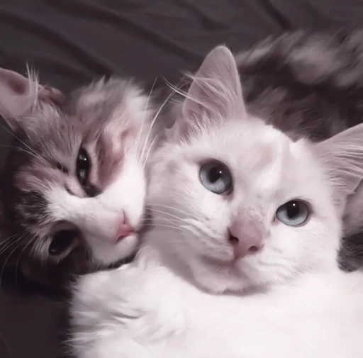 млекопитающее животное кошка