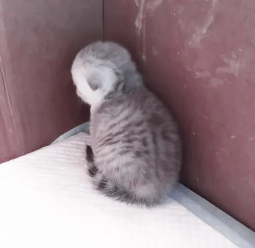 животное кошки малого и среднего размера кошачьи