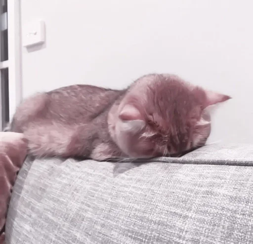 животное кошки малого и среднего размера млекопитающее