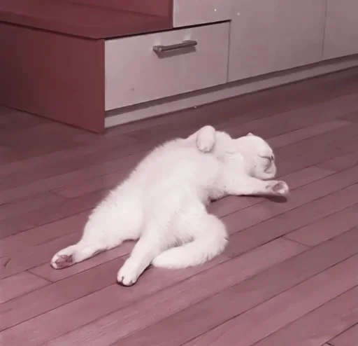 этаж животное млекопитающее