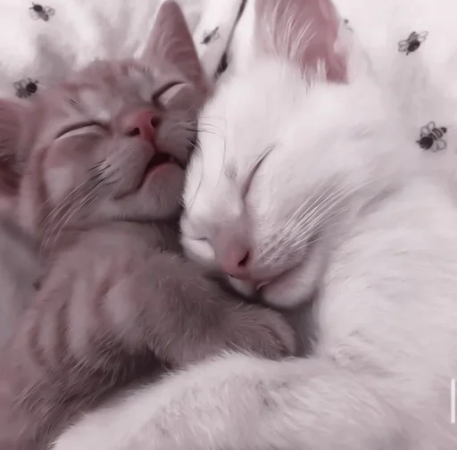 млекопитающее животное кошка