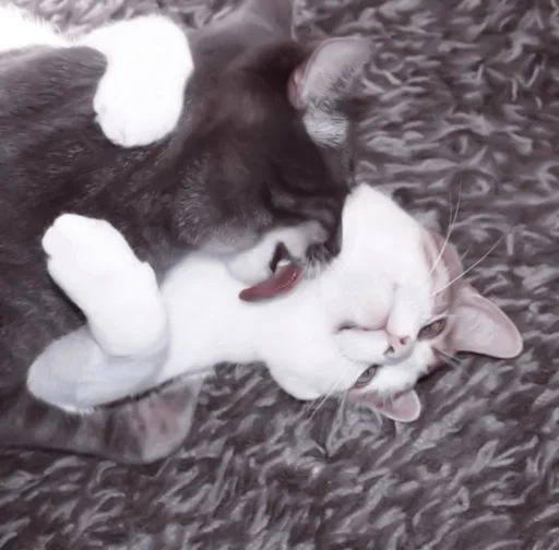 животное комнатный млекопитающее