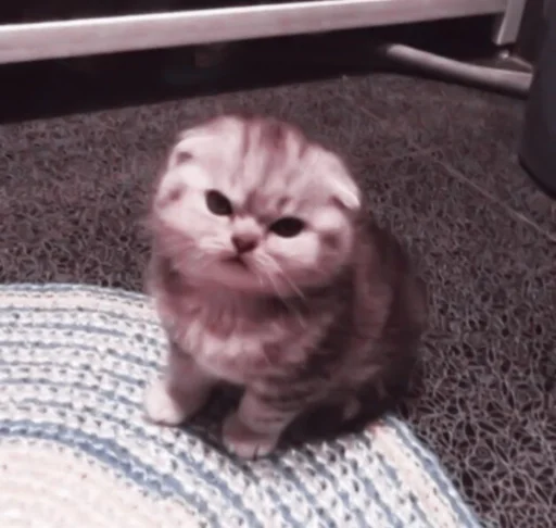 кошка животное кошки малого и среднего размера