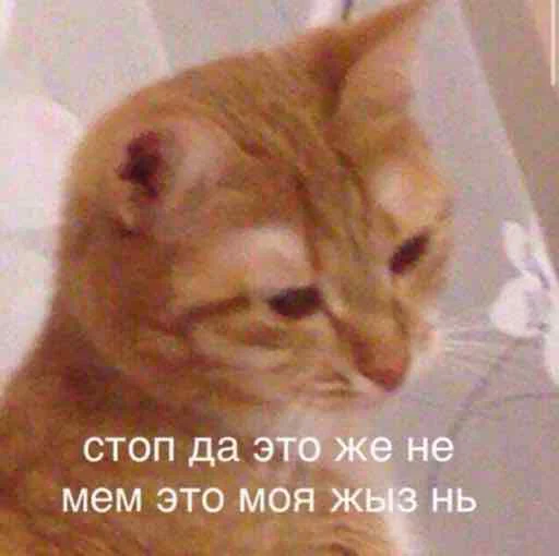 млекопитающее животное кошка