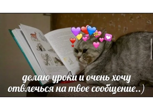 кошки малого и среднего размера кошачьи домашняя кошка