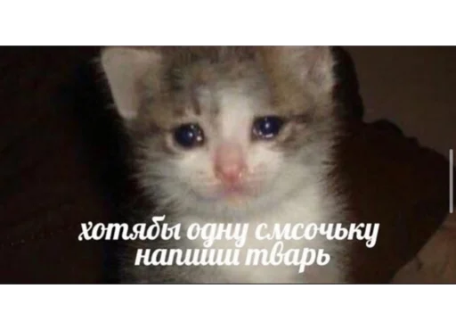 млекопитающее животное СМС