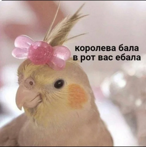 животное птица попугай