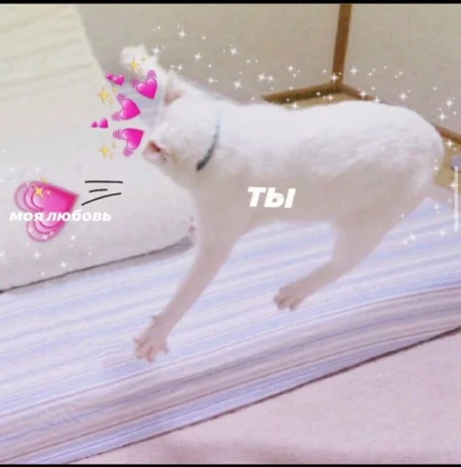 собака домашнее животное комнатный