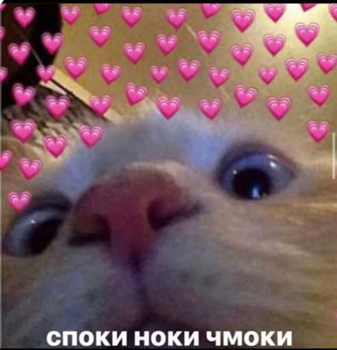 СМС животное млекопитающее