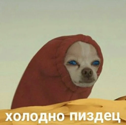 млекопитающее животное собака