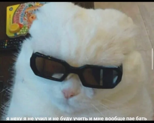 кошка животное мех