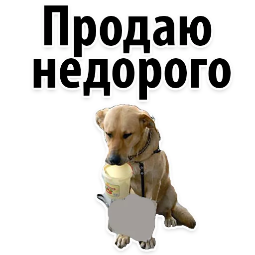 СМС порода собак собака