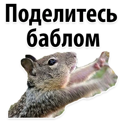 СМС млекопитающее животное