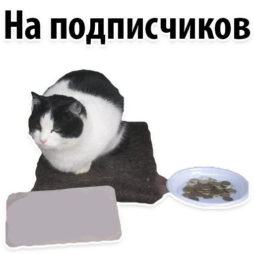 кошки малого и среднего размера кошка кошачьи