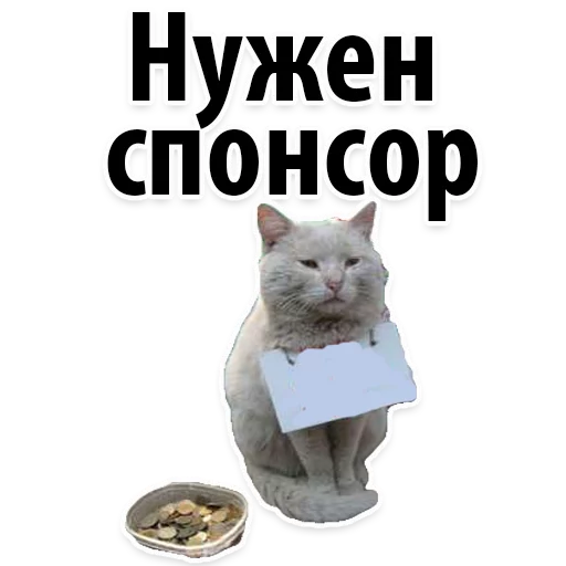 СМС кошки малого и среднего размера кошачьи