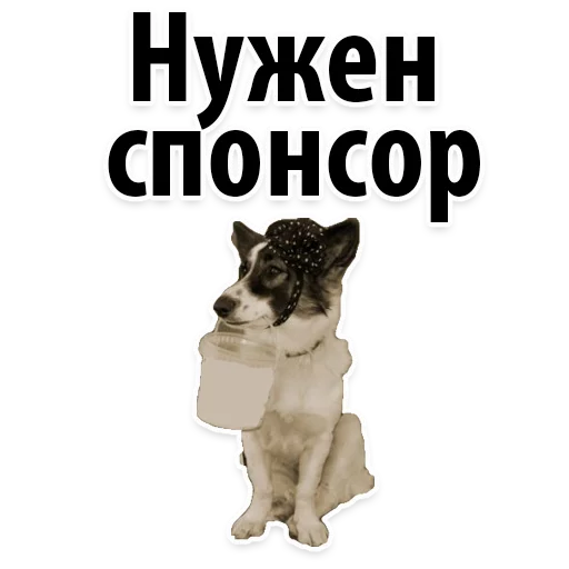 СМС плакат собака