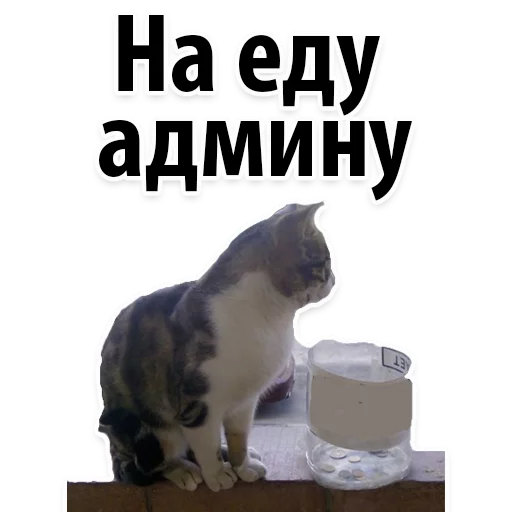 кошки малого и среднего размера кошачьи домашняя кошка