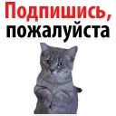 Подпишись, пожалуйста @TuristasTV - СМС