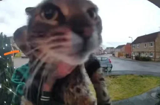 Sticker Sillycatskitties - 1