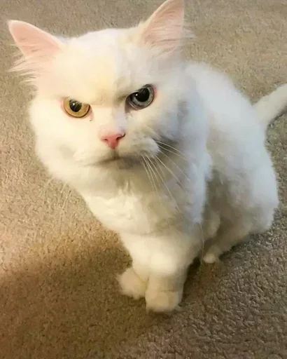 Стикер Sillycatskitties - 1