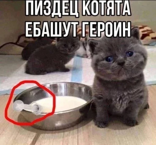 Стикер Sillycatskitties - 1